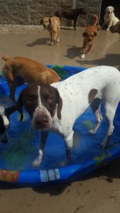 Dogs playing in plastic pool