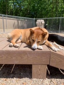 Dog laying on raised platform