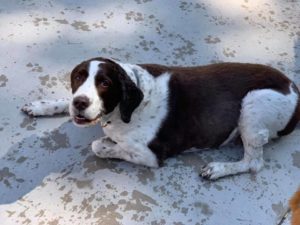 Brown and white dog laying on concrete