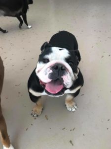 Black and white bulldog smiling at camera