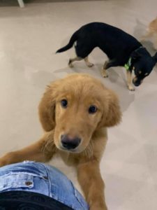 Golden puppy standing on back legs