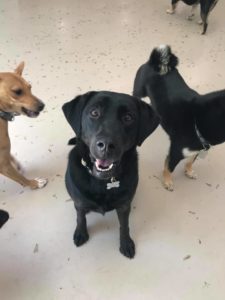 Smiling black dog sitting for camera