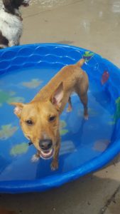 Tan dog smiling in plastic pool