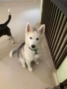 Husky puppy sitting at doggy daycare