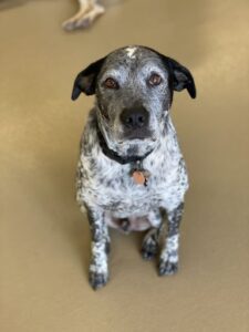 Black and gray spotted dog sitting