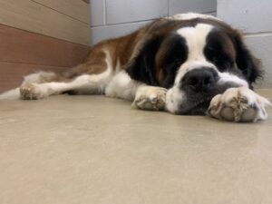 Saint Bernard sleeping