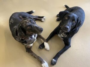 Two dogs laying down in heart shape