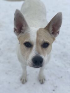 White and tan dog in snow