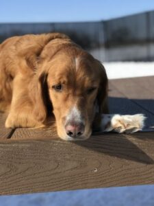 Sleepy dog on raised platform