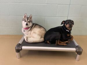 Two dogs cuddled on cot