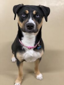 Black and brown dog sitting looking at camera