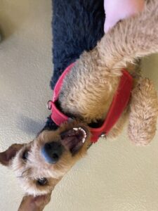 Irish terrier laying on its side smiling