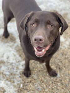 Chocolate lab smiling outside