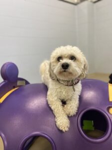 Small white dog laying on top of purple plastic play set