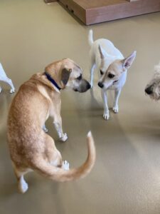 Two dogs sniffing faces