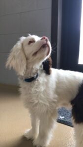 White and brown dog sniffing in air