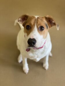 White and brown terrier looking toward camera