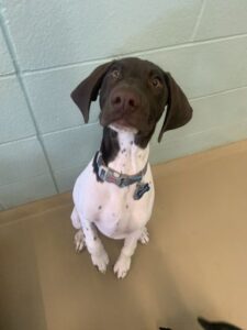 White and brown dog sitting with paw raised