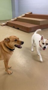Two dogs playing at doggy daycare
