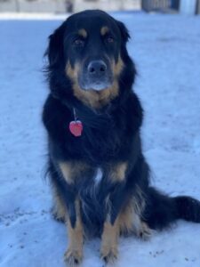 Black and brown dog sitting in snow