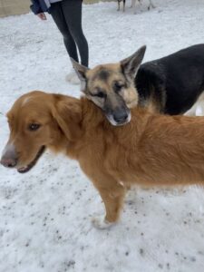 German Shepard laying head on tan dog with eyes closed