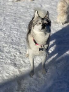 Husky sniffing air with eyes closed
