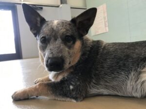 Small cattle dog laying and looking at camera