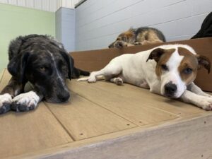 Dogs laying on raised platforms