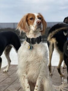 Brittany spaniel looking into distance