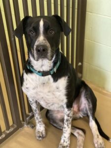 Black and white dog leaning against wall