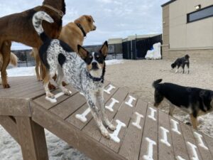 Dogs playing on raised platforms