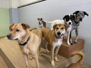 Dogs playing on raised platforms