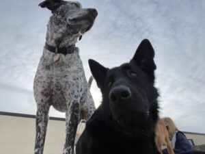 Looking up at two dogs and sky from lower perspective