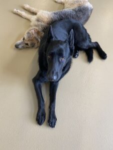 Two dogs laying together at doggy daycare