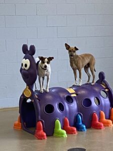 Two dogs playing on top of plastic caterpillar