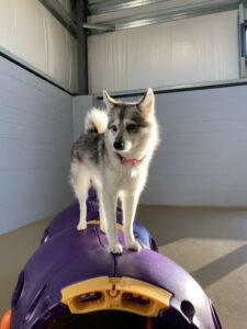 Young husky on top of plastic caterpillar