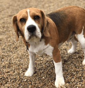 Brown beagle looking gruffly at camera