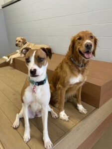 Dogs playing on raised platforms