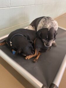 Two dogs snuggled sleeping on cot