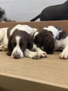 Two springer spaniels snuggled sleeping