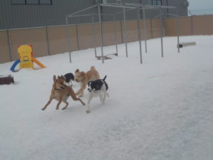 Dogs running and playing in snow outside