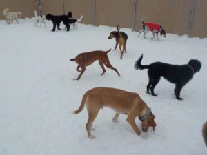Dogs playing outside in snow
