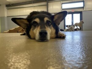 Black dog with ears pointed sideways laying on floor