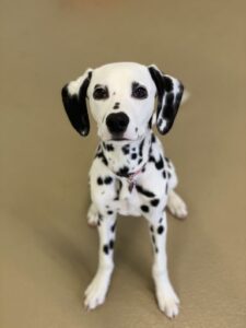 Dalmatian puppy sitting