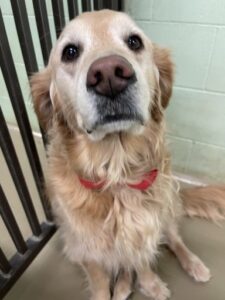 Golden Retriever looking at camera