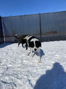 Black and white dog in snow