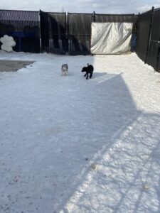 Dogs playing in snow