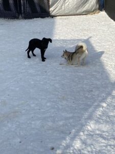Dogs playing in snow