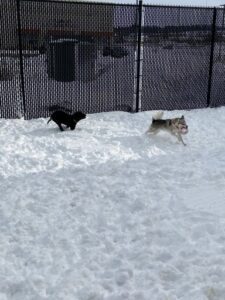 Dogs playing in snow