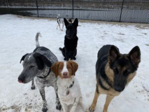 Dogs playing in snow